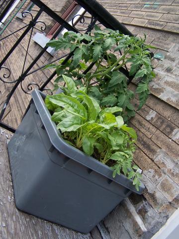 Chez Megan / Megan's balcony garden